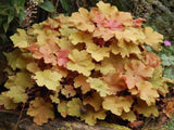 Trvalky Heuchera Creme Brulee(5)