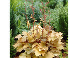 Trvalky Heuchera Creme Brulee(6)