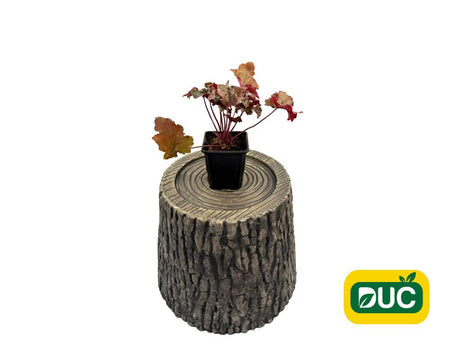 Trvalky Heuchera Creme Brulee(2)