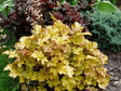Trvalky Heuchera Creme Brulee(1)