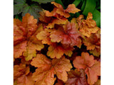 Trvalky Heuchera Creme Brulee(4)