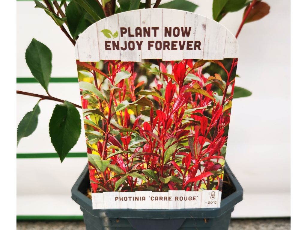 Živý plot Červienka fraserová CARRE ROUGE 30 50cm(4)