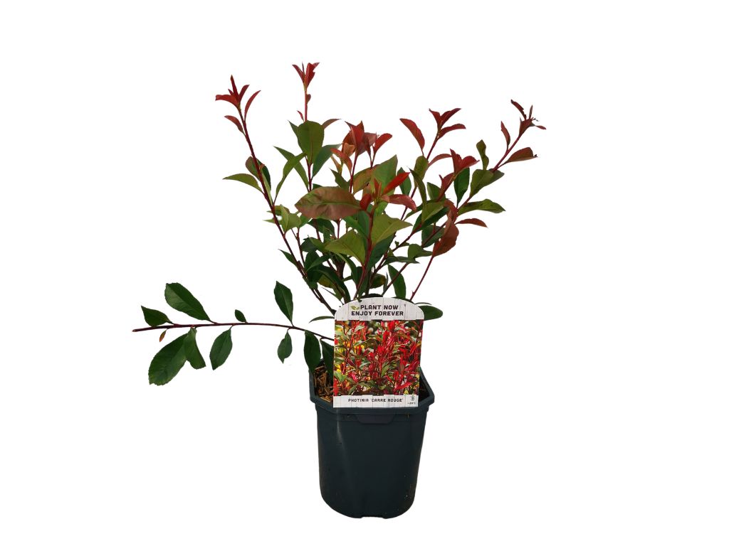 Živý plot Červienka fraserová CARRE ROUGE 30 50cm(7)