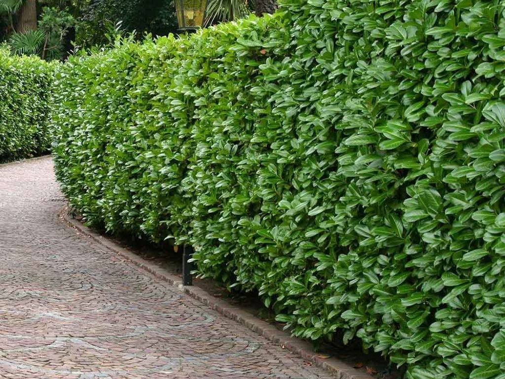 Bobkovišeň lekářska Novita, výška 30-50 cm, prémiová, květináč 11 cm