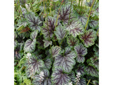 Trvalky Heuchera Green Spice(2)