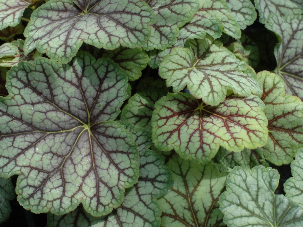 Trvalky Heuchera Green Spice(4)