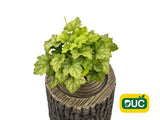 Trvalky Heuchera Lord Lime(2)