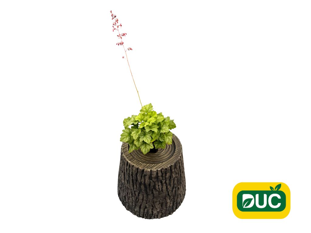 Trvalky Heuchera Lord Lime(4)