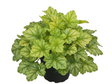 Trvalky Heuchera Lord Lime(1)