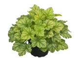 Trvalky Heuchera Lord Lime(1)