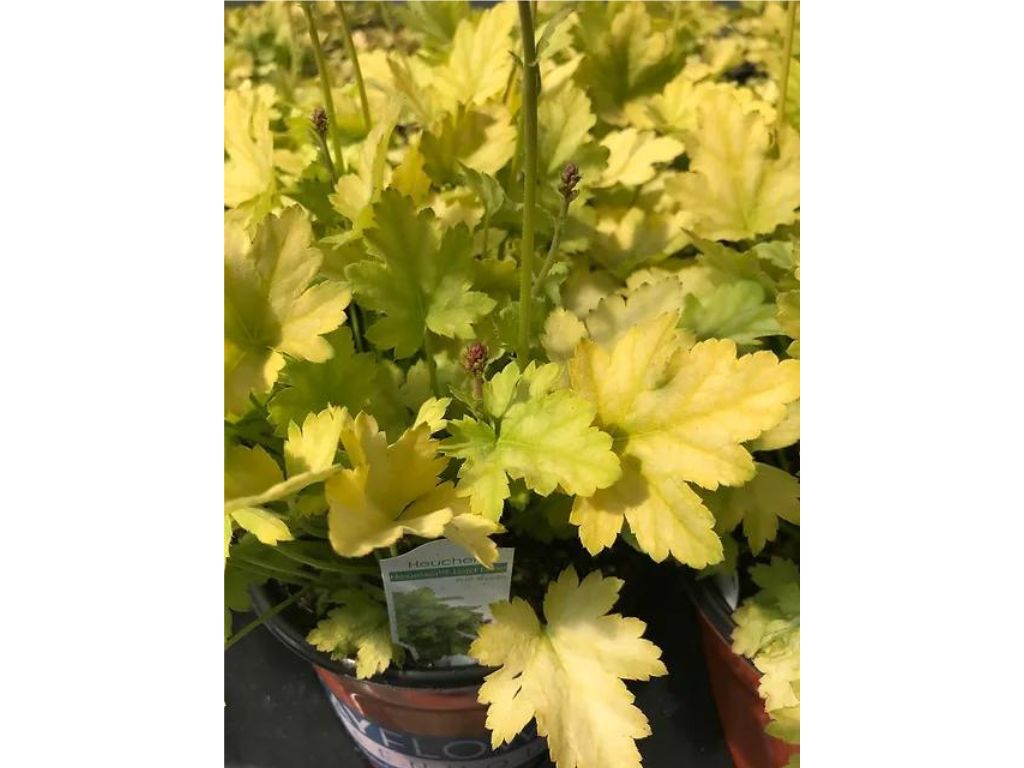 Trvalky Heuchera Lord Lime(3)