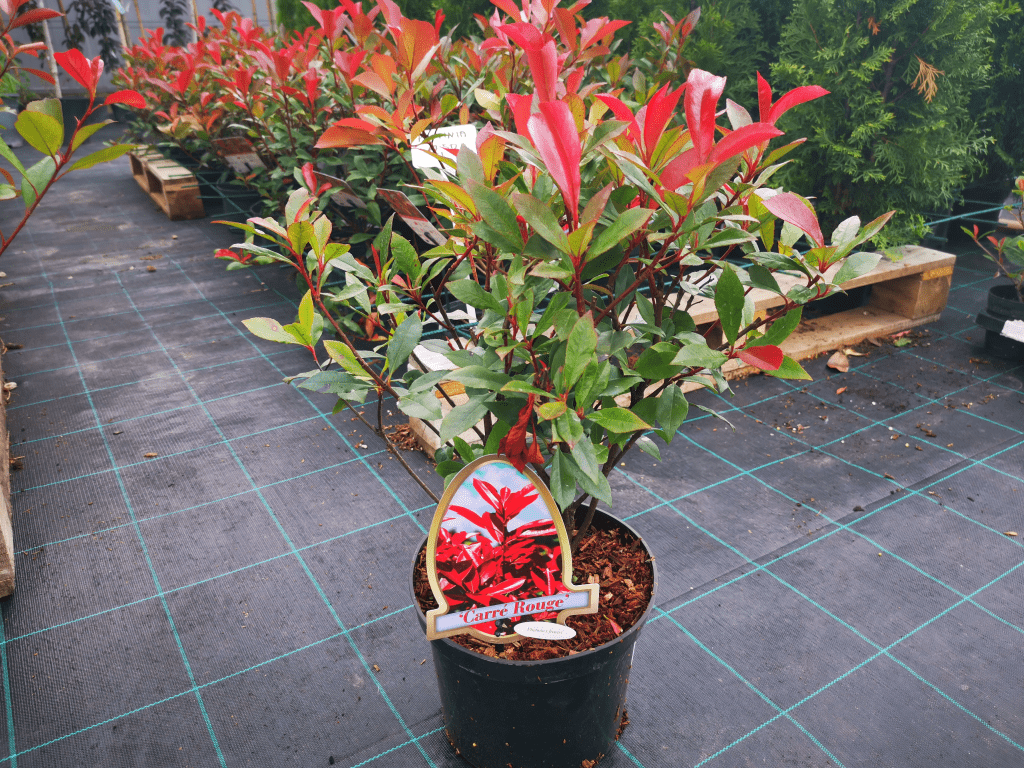 Okrasné kry Červienka fraserová Carre Rouge 30 60 cm(4)