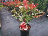 Okrasné kry Červienka fraserová Carre Rouge 30 60 cm(4)