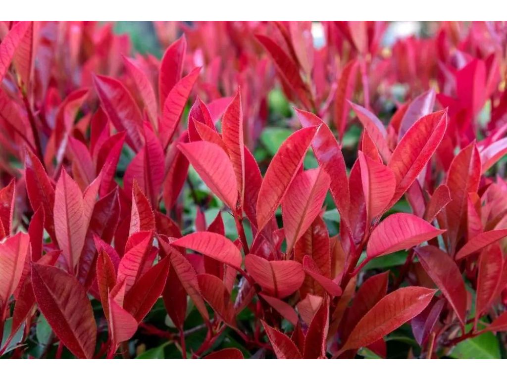 Okrasné kry Červienka fraserová Carre Rouge 30 60 cm(6)