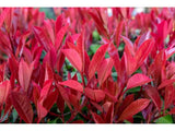 Okrasné kry Červienka fraserová Carre Rouge 30 60 cm(6)