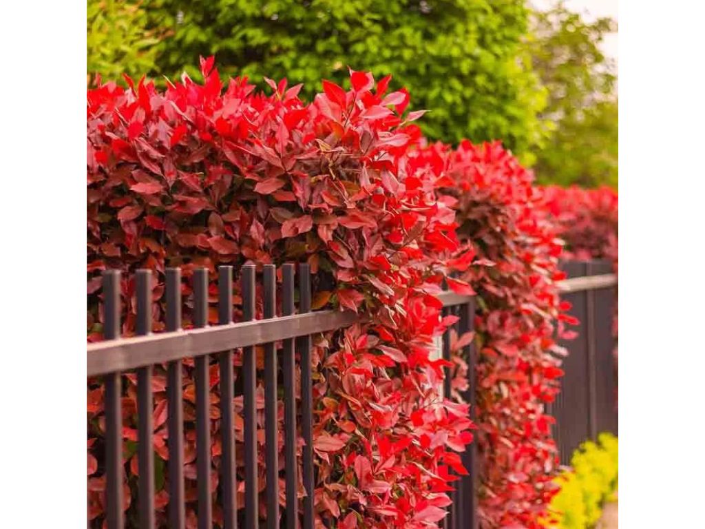 Okrasné kry Červienka fraserová Carre Rouge 30 60 cm(5)