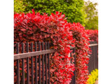 Okrasné kry Červienka fraserová Carre Rouge 30 60 cm(5)