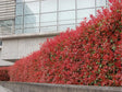 Okrasné kry Červienka fraserová Carre Rouge 30 60 cm(1)