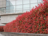 Okrasné kry Červienka fraserová Carre Rouge 30 60 cm(1)