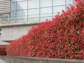 Okrasné kry Červienka fraserová Carre Rouge 30 60 cm(1)