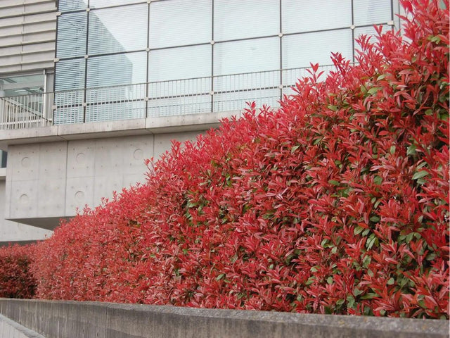 Okrasné kry Červienka fraserová Carre Rouge 30 60 cm(1)