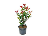 Okrasné kry Červienka fraserová Carre Rouge 30 60 cm(3)