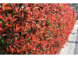 Okrasné kry Červienka fraserová Carre Rouge 30 60 cm(7)