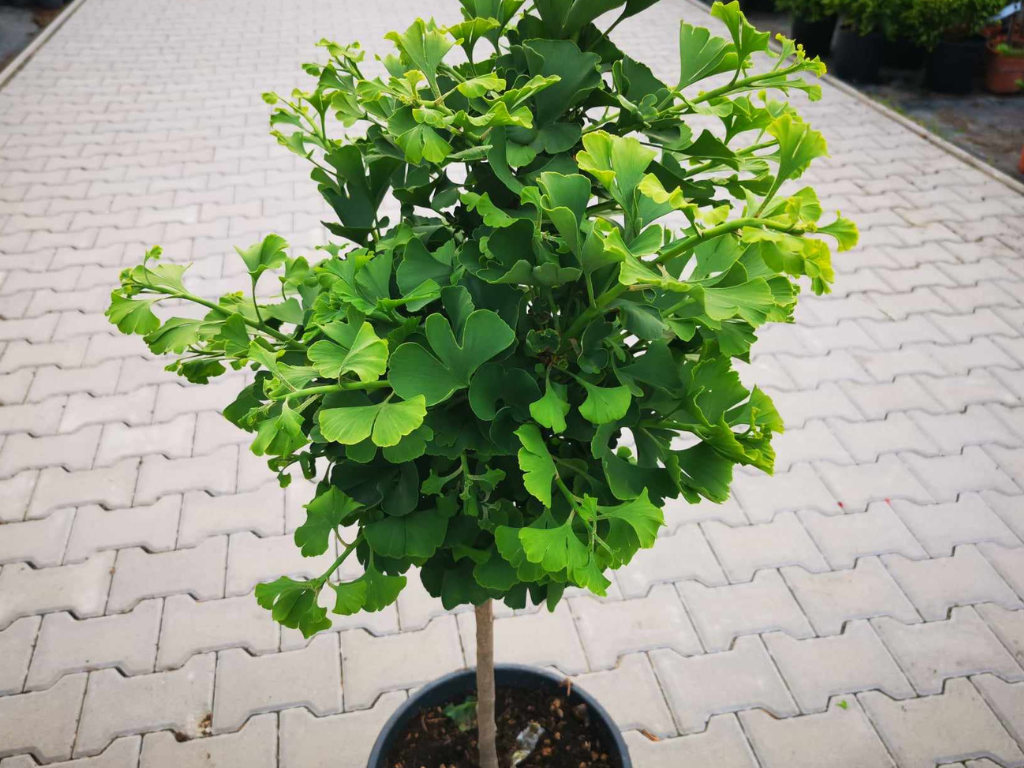 Dreviny na kmienku Ginko dvojlaločné MARIKEN na cca 50 cmkmienku(8)