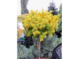 Dreviny na kmienku Ginko dvojlaločné MARIKEN na cca 90cm kmienku(5)