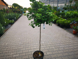 Dreviny na kmienku Ginko dvojlaločné MARIKEN na cca 90cm kmienku(6)