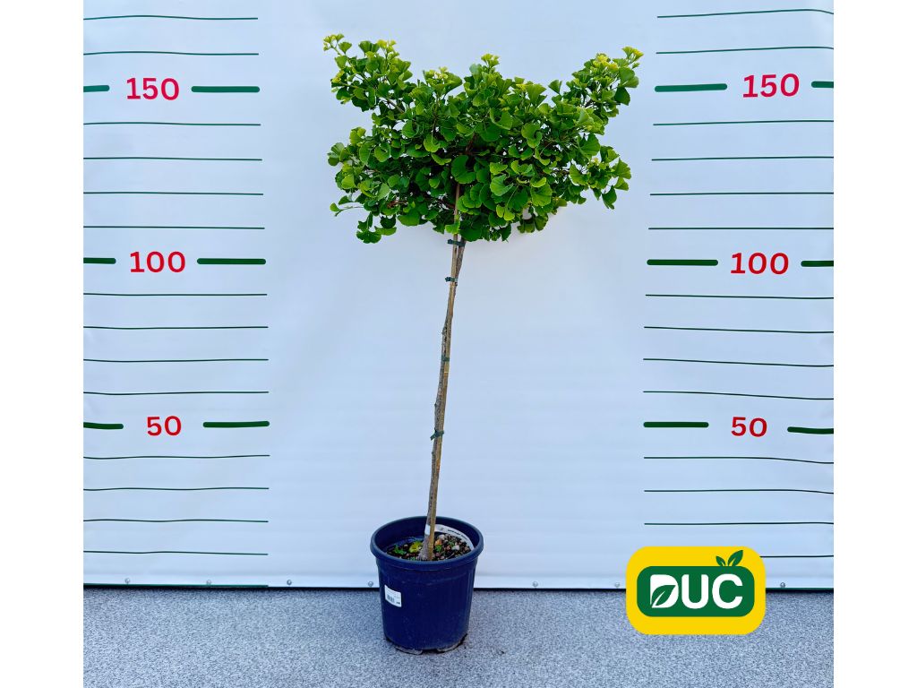 Dreviny na kmienku Ginko dvojlaločné MARIKEN na cca 90cm kmienku(2)