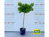 Dreviny na kmienku Ginko dvojlaločné MARIKEN na cca 90cm kmienku(2)