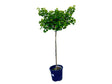 Dreviny na kmienku Ginko dvojlaločné MARIKEN na cca 90cm kmienku(1)