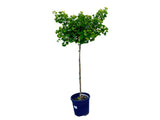 Dreviny na kmienku Ginko dvojlaločné MARIKEN na cca 90cm kmienku(1)