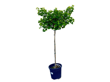 Dreviny na kmienku Ginko dvojlaločné MARIKEN na cca 90cm kmienku(1)