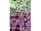 plumroyale2