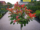 Dreviny na kmienku Červienka fraserová RED ROBIN na cca 80cm kmienku(5)