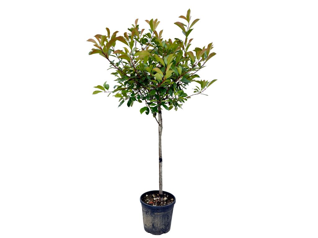 Dreviny na kmienku Červienka fraserová RED ROBIN na cca 80cm kmienku(7)