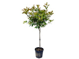 Dreviny na kmienku Červienka fraserová RED ROBIN na cca 80cm kmienku(7)