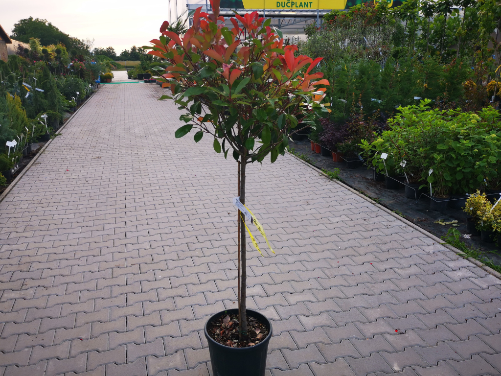Dreviny na kmienku Červienka fraserová RED ROBIN na cca 80cm kmienku(3)