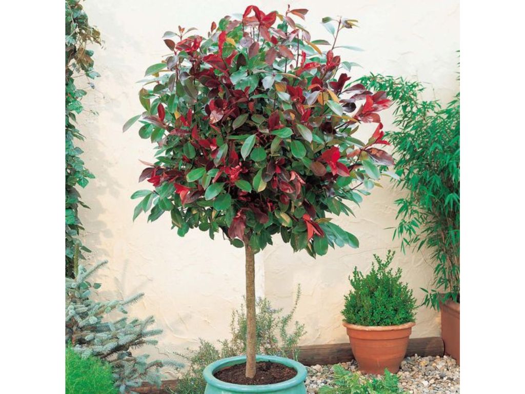 Dreviny na kmienku Červienka fraserová RED ROBIN na cca 80cm kmienku(9)