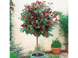 Dreviny na kmienku Červienka fraserová RED ROBIN na cca 80cm kmienku(9)