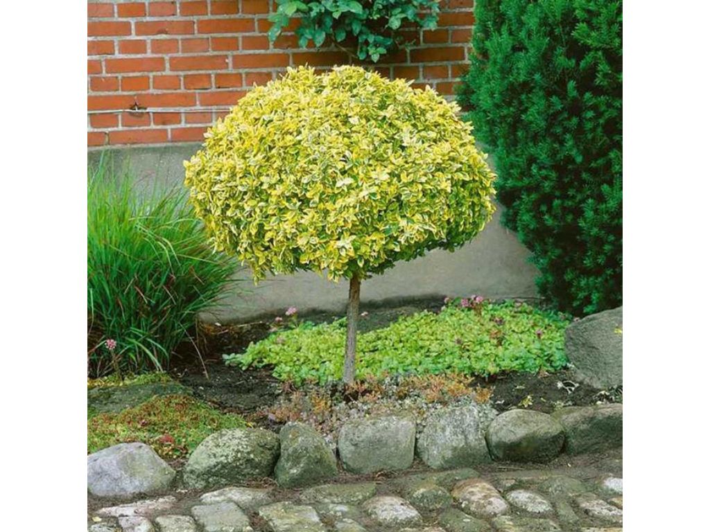 Dreviny na kmienku Bršlen japonský AUREA na kmienku(6)