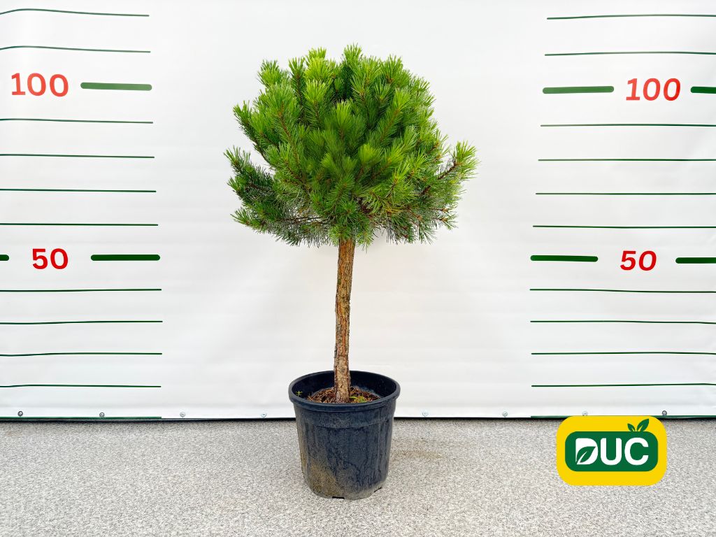 Dreviny na kmienku Borovica lesná WATERERI NANA na kmienku 70 80 cm(1)