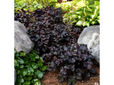 Trvalky Heuchera Primo Black Pearl(4)