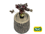 Trvalky Heuchera Primo Black Pearl(2)