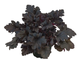 Trvalky Heuchera Primo Black Pearl(1)
