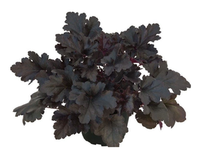 Trvalky Heuchera Primo Black Pearl(1)
