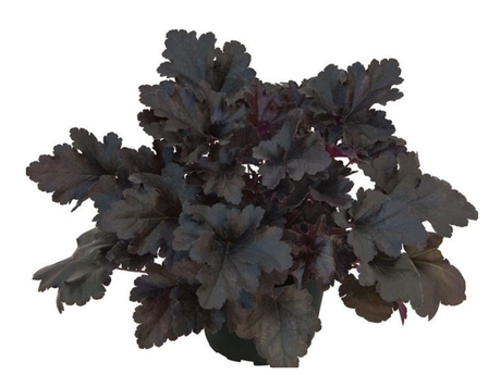 Trvalky Heuchera Primo Black Pearl(1)