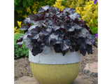 Trvalky Heuchera Primo Black Pearl(3)